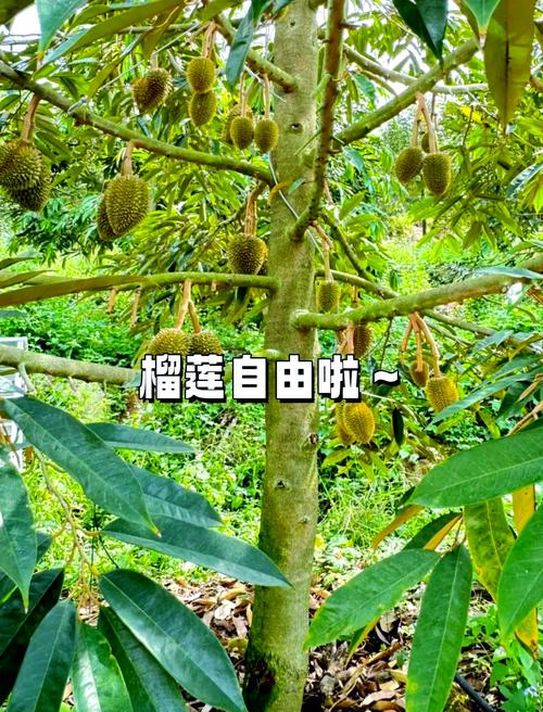 榴莲核怎么种?榴莲核怎么种植方法?-第2张图片-优品飞百科 榴莲核怎么种?榴莲核怎么种植方法?-第2张图片-优品飞百科