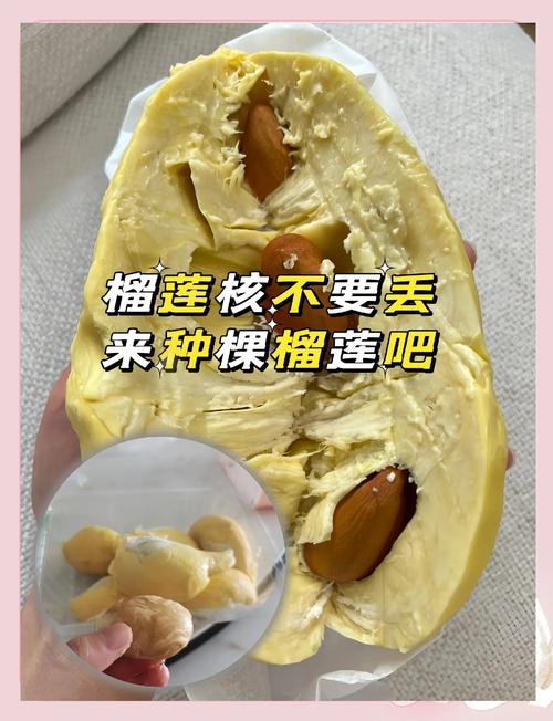 榴莲核怎么种?榴莲核怎么种植方法?-第3张图片-优品飞百科 榴莲核怎么种?榴莲核怎么种植方法?-第3张图片-优品飞百科
