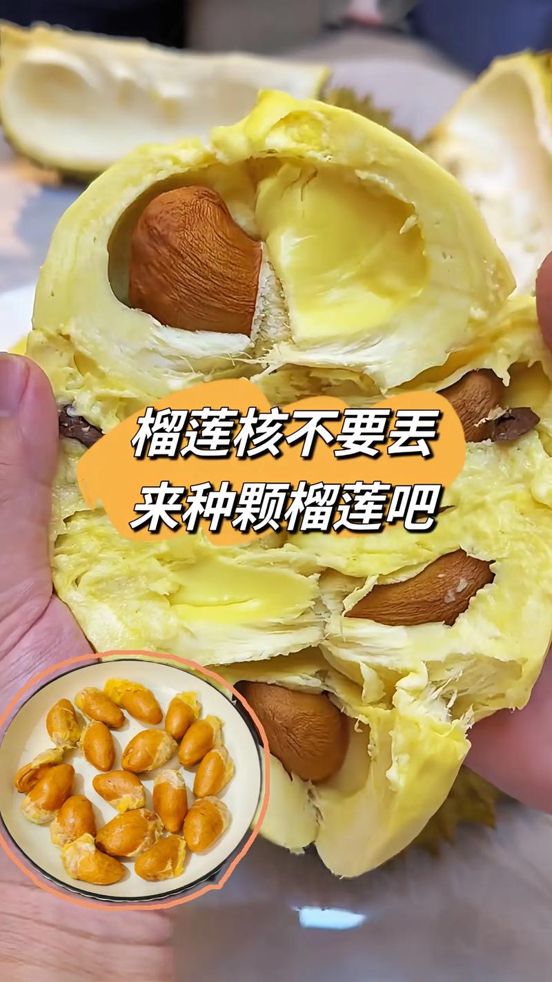 榴莲核怎么种?榴莲核怎么种植方法?-第4张图片-优品飞百科 榴莲核怎么种?榴莲核怎么种植方法?-第4张图片-优品飞百科