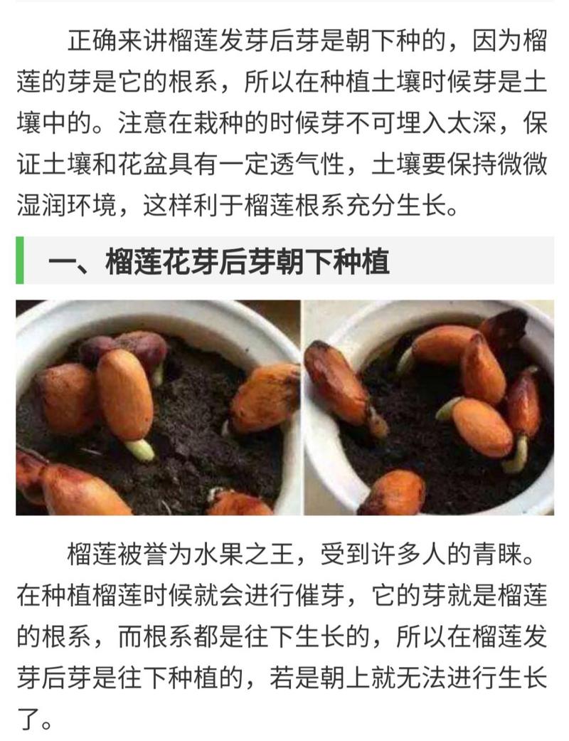 榴莲核怎么种?榴莲核怎么种植方法?-第5张图片-优品飞百科 榴莲核怎么种?榴莲核怎么种植方法?-第5张图片-优品飞百科