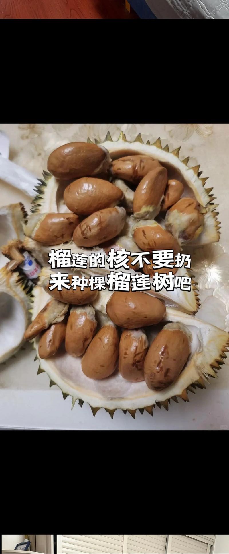 榴莲核怎么种?榴莲核怎么种植方法?-第6张图片-优品飞百科 榴莲核怎么种?榴莲核怎么种植方法?-第6张图片-优品飞百科