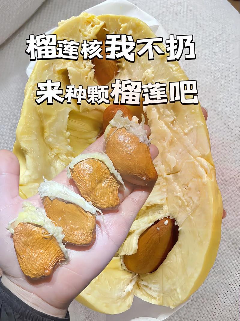 榴莲核怎么种?榴莲核怎么种植方法?-第7张图片-优品飞百科 榴莲核怎么种?榴莲核怎么种植方法?-第7张图片-优品飞百科