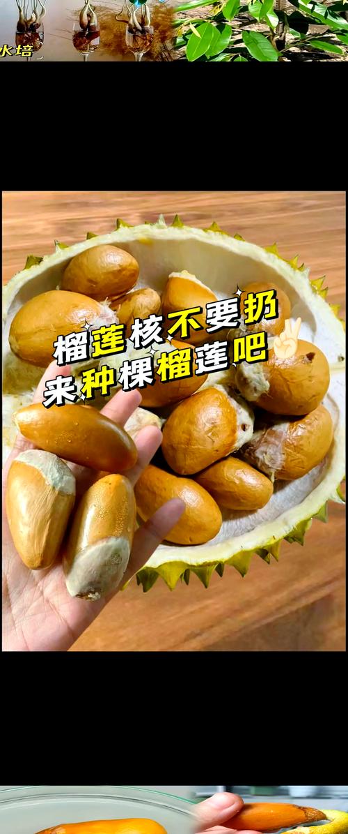 榴莲核怎么种?榴莲核怎么种植方法?-第8张图片-优品飞百科 榴莲核怎么种?榴莲核怎么种植方法?-第8张图片-优品飞百科
