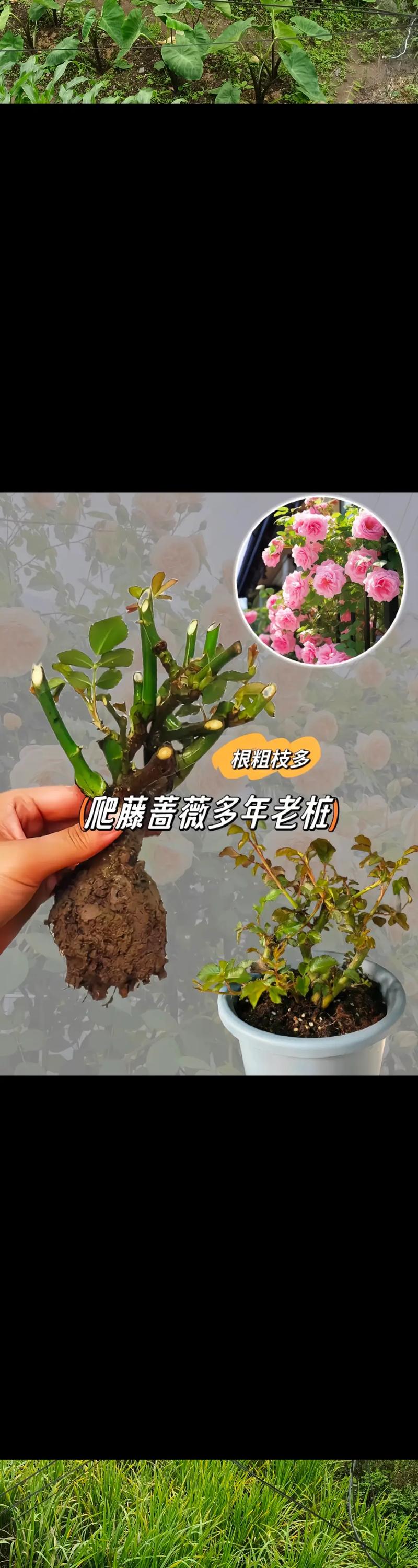 蔷薇花秋天怎么养？蔷薇花秋天开吗？