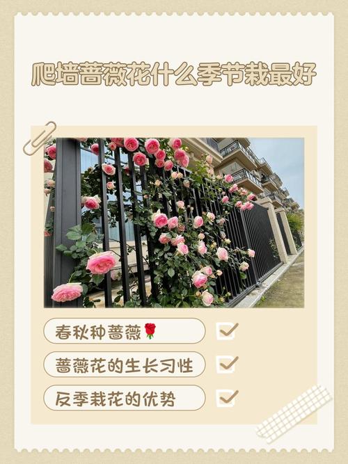 蔷薇花秋天怎么养？蔷薇花秋天开吗？-第2张图片-优品飞百科
