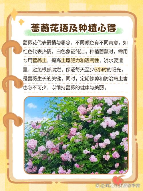 蔷薇花秋天怎么养？蔷薇花秋天开吗？-第3张图片-优品飞百科