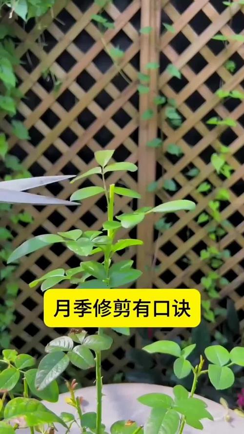 蔷薇花秋天怎么养？蔷薇花秋天开吗？-第4张图片-优品飞百科