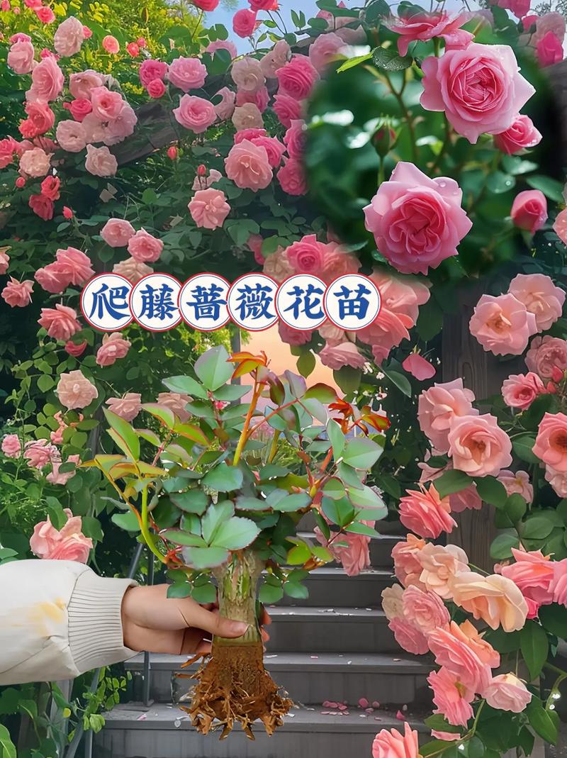 蔷薇花秋天怎么养？蔷薇花秋天开吗？-第5张图片-优品飞百科
