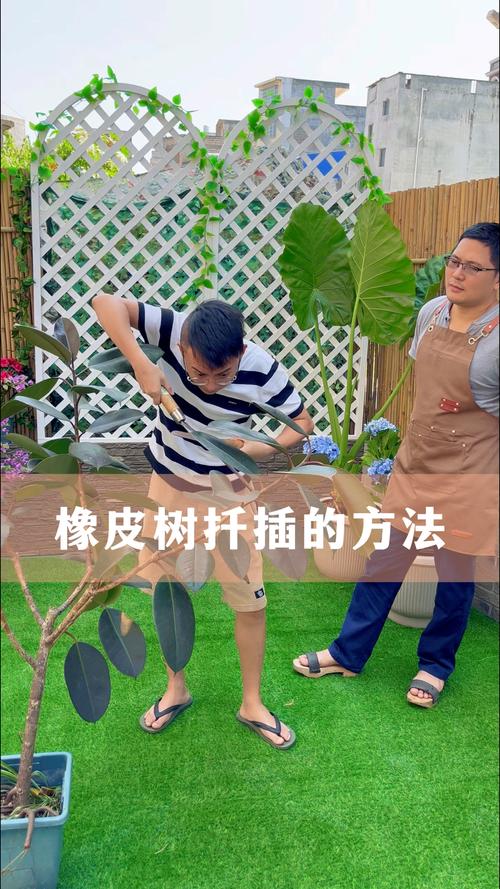 橡皮树怎么压条繁殖？橡皮树压条繁殖最简单三个步骤？