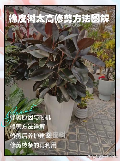 橡皮树怎么压条繁殖？橡皮树压条繁殖最简单三个步骤？-第2张图片-优品飞百科