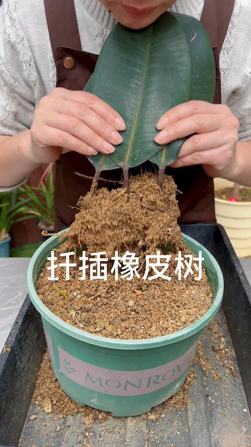 橡皮树怎么压条繁殖？橡皮树压条繁殖最简单三个步骤？-第3张图片-优品飞百科