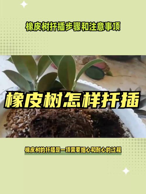 橡皮树怎么压条繁殖？橡皮树压条繁殖最简单三个步骤？-第4张图片-优品飞百科