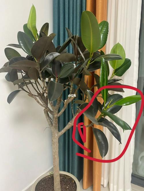 橡皮树怎么压条繁殖？橡皮树压条繁殖最简单三个步骤？-第5张图片-优品飞百科