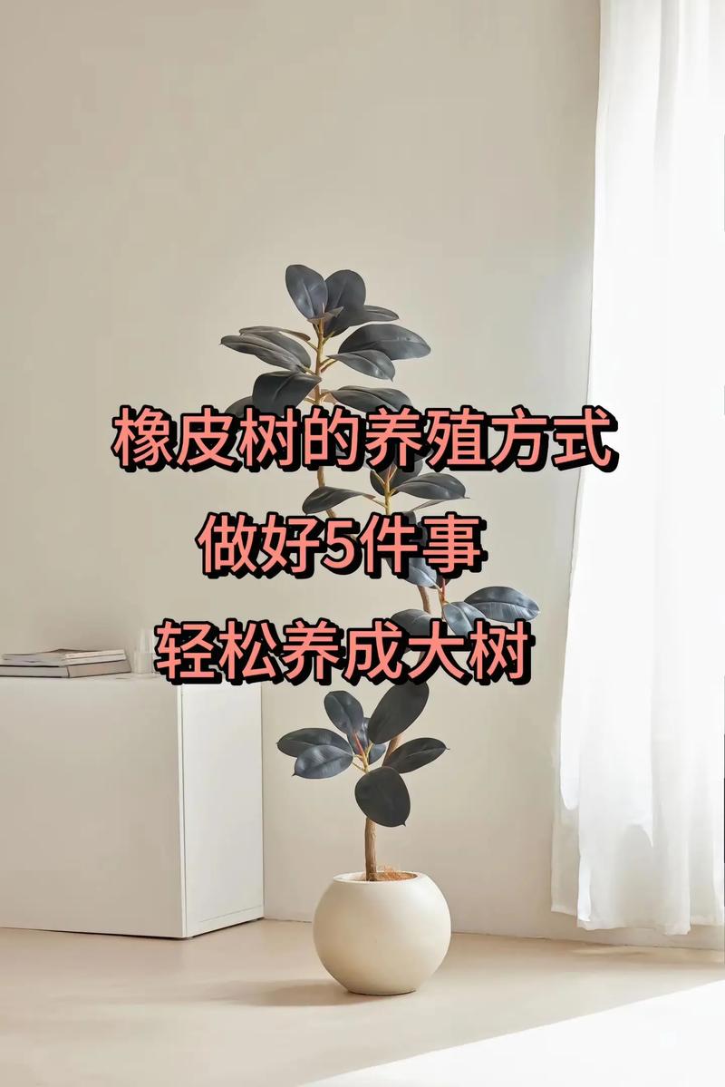 橡皮树怎么压条繁殖？橡皮树压条繁殖最简单三个步骤？-第6张图片-优品飞百科