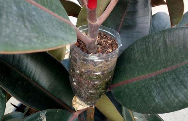 橡皮树怎么压条繁殖？橡皮树压条繁殖最简单三个步骤？-第7张图片-优品飞百科