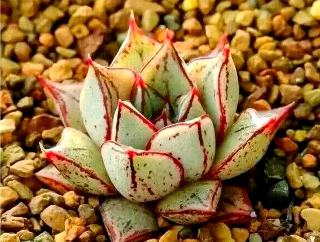 大和锦养殖方法和注意事项，大和锦的作用？