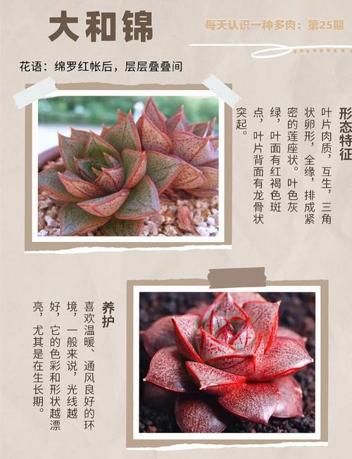 大和锦养殖方法和注意事项,大和锦的作用?-第3张图片-优品飞百科 大和锦养殖方法和注意事项,大和锦的作用?-第3张图片-优品飞百科