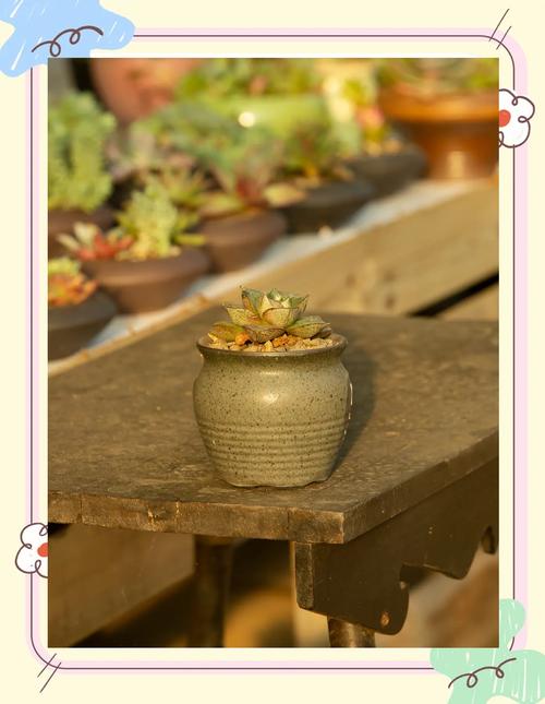 大和锦养殖方法和注意事项,大和锦的作用?-第4张图片-优品飞百科 大和锦养殖方法和注意事项,大和锦的作用?-第4张图片-优品飞百科