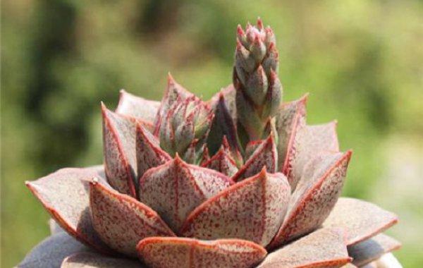 大和锦养殖方法和注意事项,大和锦的作用?-第5张图片-优品飞百科 大和锦养殖方法和注意事项,大和锦的作用?-第5张图片-优品飞百科