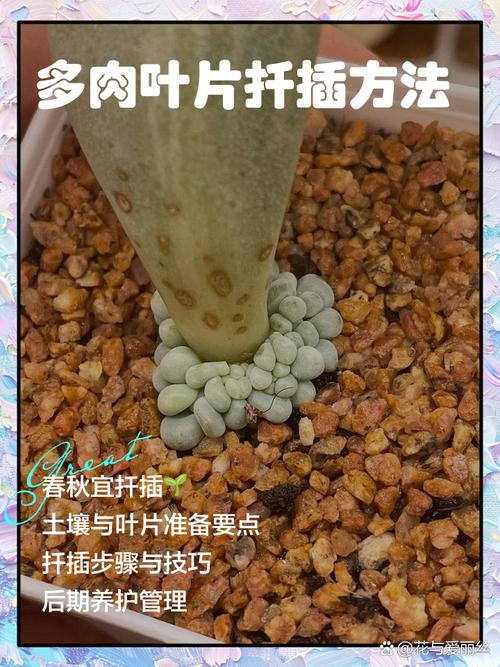 多肉也要贴秋膘，多肉秋天要施肥什么肥料？-第3张图片-优品飞百科