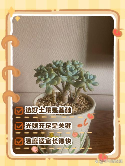 多肉也要贴秋膘，多肉秋天要施肥什么肥料？-第4张图片-优品飞百科