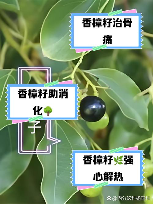 樟树种子怎么育苗，樟树籽怎样育苗