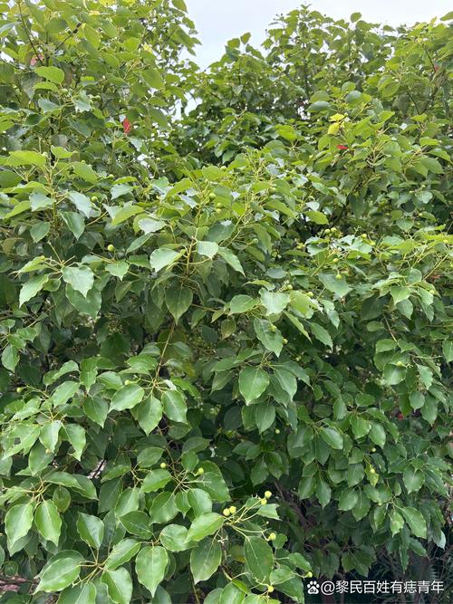 樟树种子怎么育苗，樟树籽怎样育苗-第2张图片-优品飞百科