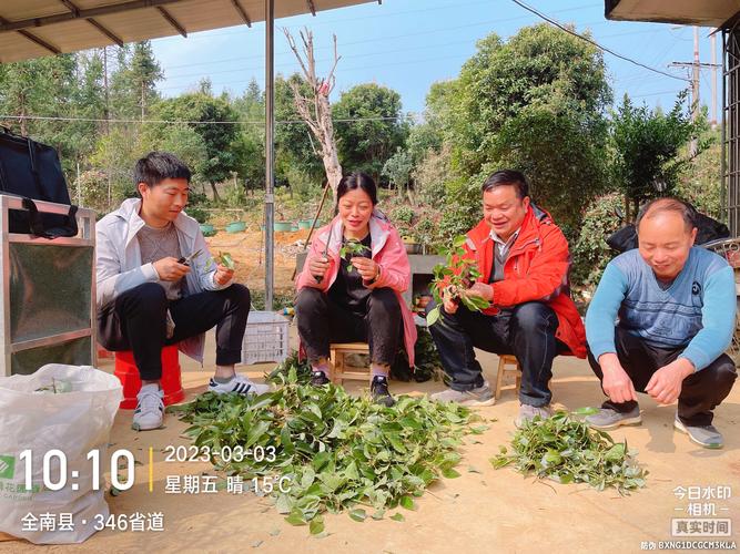 樟树种子怎么育苗，樟树籽怎样育苗-第3张图片-优品飞百科