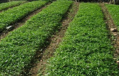 樟树种子怎么育苗，樟树籽怎样育苗-第5张图片-优品飞百科