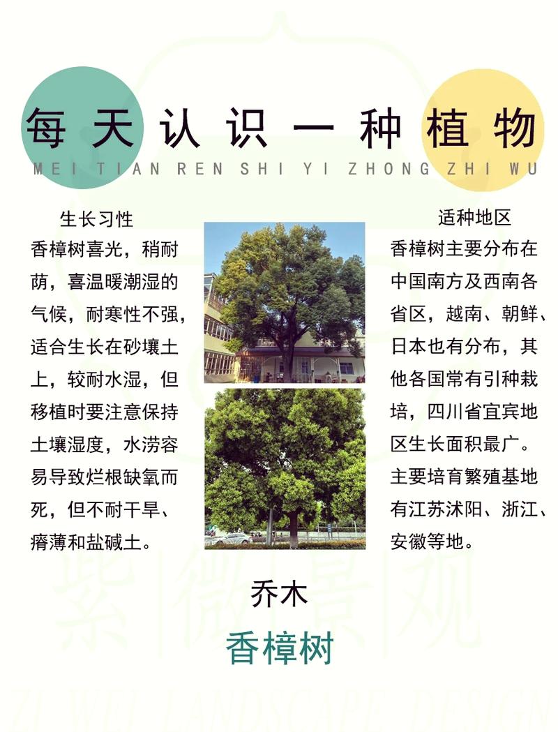 樟树种子怎么育苗，樟树籽怎样育苗-第6张图片-优品飞百科