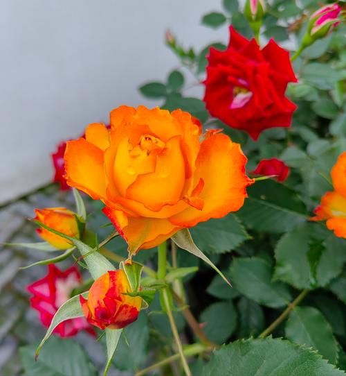 月季花是春天开的吗，月季花的品种