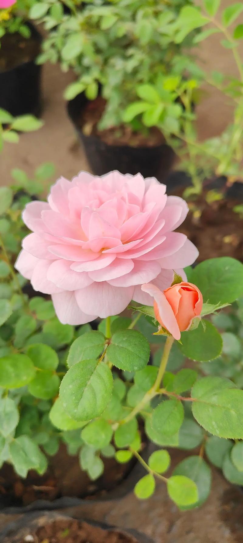 月季花是春天开的吗，月季花的品种-第2张图片-优品飞百科