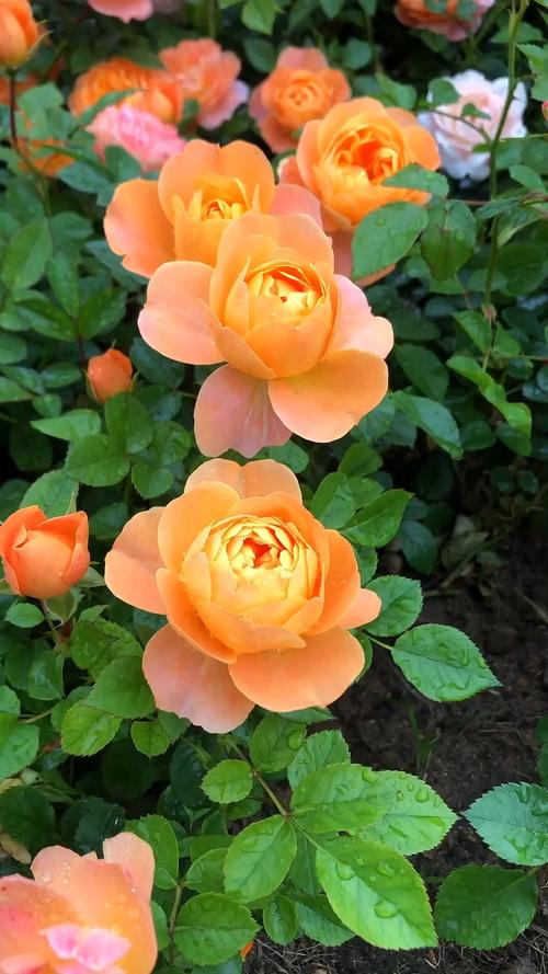 月季花是春天开的吗，月季花的品种-第3张图片-优品飞百科