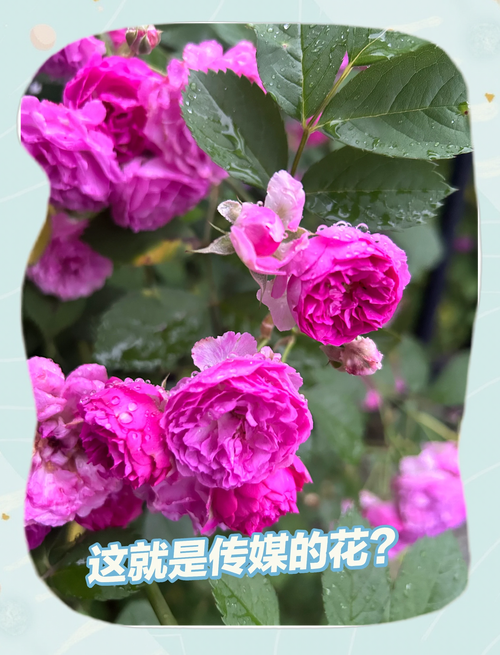 月季花是春天开的吗，月季花的品种-第4张图片-优品飞百科