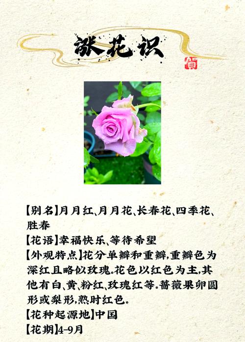 月季花是春天开的吗，月季花的品种-第5张图片-优品飞百科