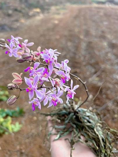 兰花独苗为什么不好活，兰花独芽能种活吗？