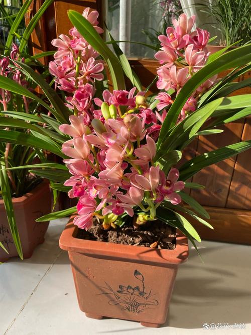 兰花独苗为什么不好活，兰花独芽能种活吗？-第2张图片-优品飞百科