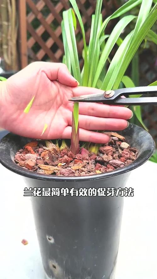 兰花独苗为什么不好活，兰花独芽能种活吗？-第3张图片-优品飞百科