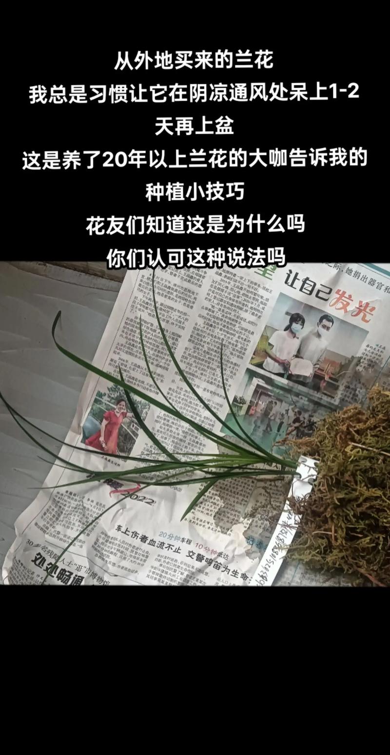 兰花独苗为什么不好活，兰花独芽能种活吗？-第4张图片-优品飞百科