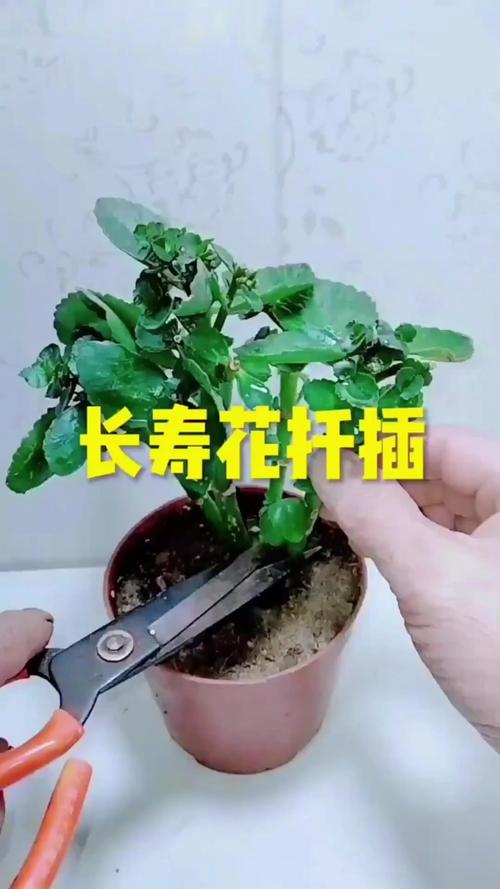 长寿花冬天能插活吗，长寿花冬天能插活吗怎么养？