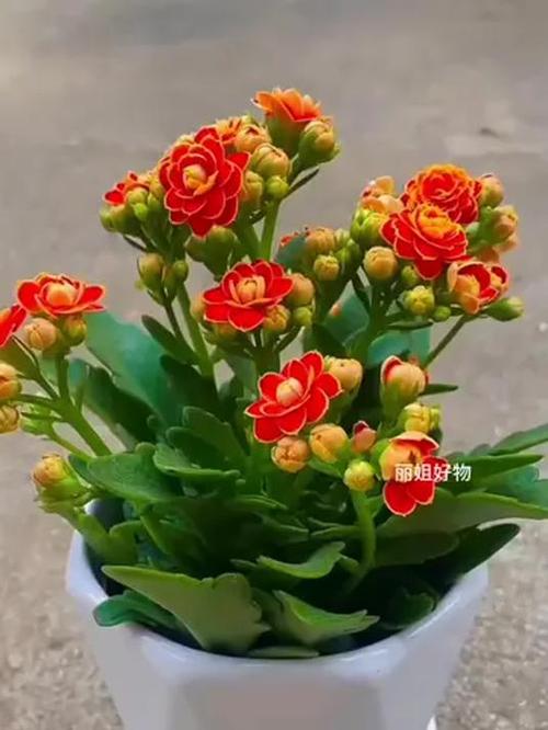 长寿花冬天能插活吗，长寿花冬天能插活吗怎么养？-第2张图片-优品飞百科