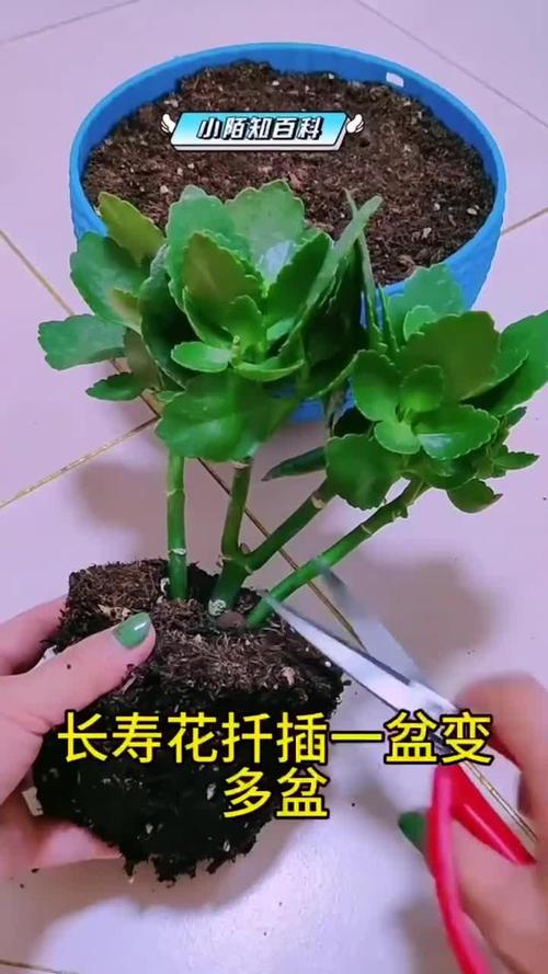 长寿花冬天能插活吗，长寿花冬天能插活吗怎么养？-第3张图片-优品飞百科