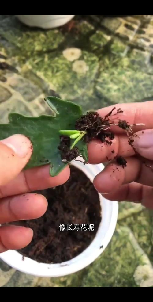 长寿花冬天能插活吗，长寿花冬天能插活吗怎么养？-第4张图片-优品飞百科