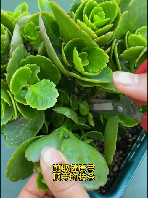 长寿花冬天能插活吗，长寿花冬天能插活吗怎么养？-第5张图片-优品飞百科