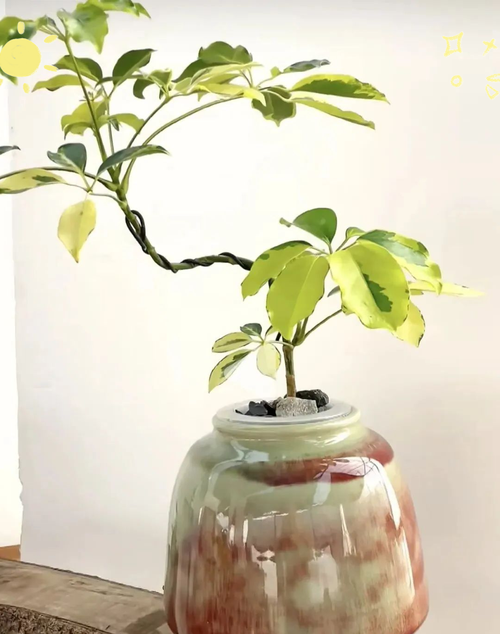 长寿花冬天能插活吗，长寿花冬天能插活吗怎么养？-第6张图片-优品飞百科