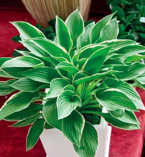 玉簪花怎么养爆盆，玉簪花的种植与栽培？