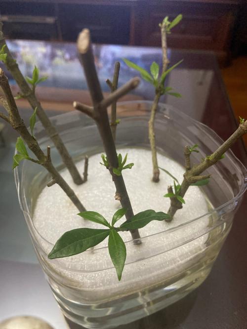 栀子花扦插步骤，栀子花扦插步骤图解？