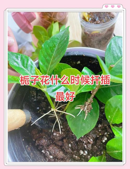 栀子花扦插步骤，栀子花扦插步骤图解？-第2张图片-优品飞百科