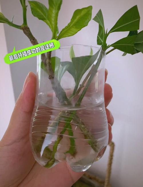 栀子花扦插步骤，栀子花扦插步骤图解？-第3张图片-优品飞百科