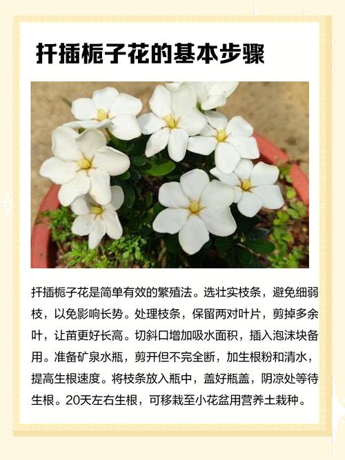 栀子花扦插步骤，栀子花扦插步骤图解？-第4张图片-优品飞百科